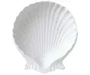 Shell Dishes