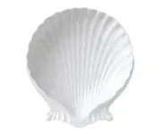 Shell Dishes